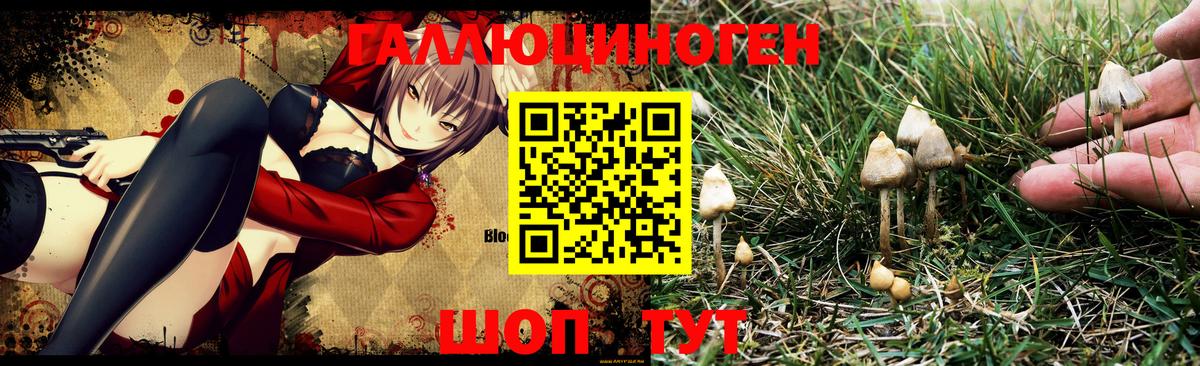 Псилоцибиновые грибы GOLDEN TEACHER Ногинск