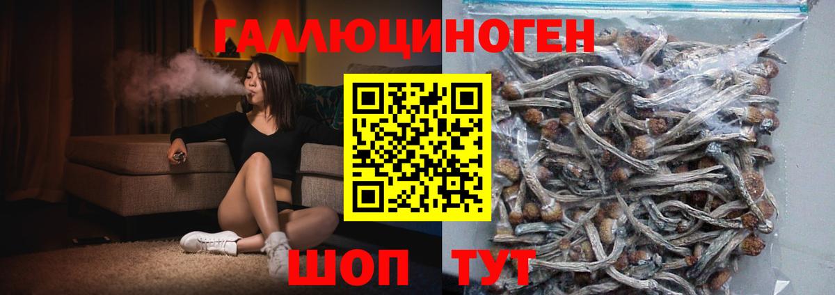 где продают   Вход с VPN  Ногинск  Псилоцибиновые грибы прущие грибы  Псилоцибиновые грибы Cubensis 